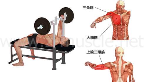 ベンチプレス 大胸筋の筋力トレーニング