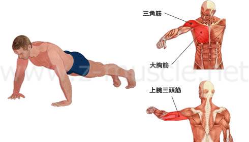 腕立て伏せ（プッシュアップ） 大胸筋の筋力トレーニング