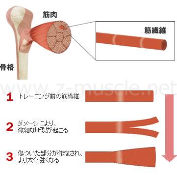 治し 筋肉 方 太もも 痛