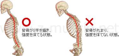 スクワットと背骨の形