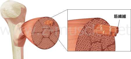 筋肉と筋繊維の構造