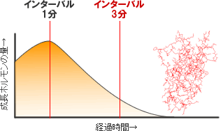 インターバルの長さと成長ホルモンの量