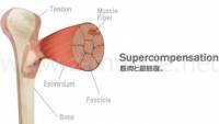 筋肉と超回復